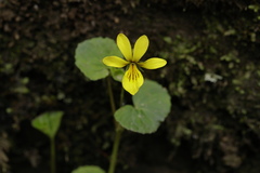 Viola biflora