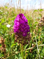 Anacamptis pyramidalis