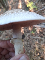 Agaricus xanthodermus
