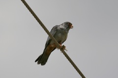 Falco amurensis