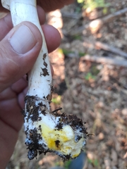Agaricus xanthodermus