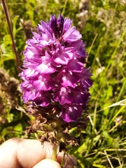 Anacamptis pyramidalis