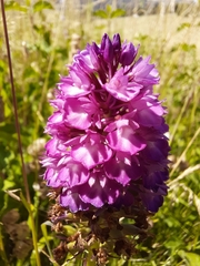 Anacamptis pyramidalis