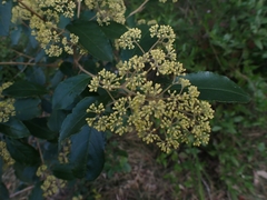 Pomaderris intermedia