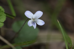 Viola pilosa