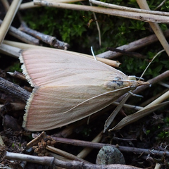 Eumorphobotys eumorphalis