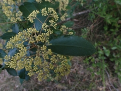 Pomaderris intermedia