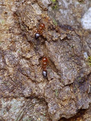 Crematogaster laeviuscula