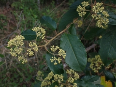 Pomaderris intermedia