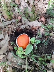 Amanita caesarea