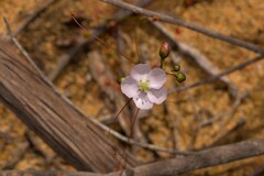 Drosera thysanosepala