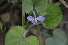 Viola pilosa