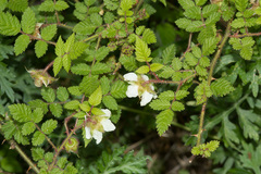 Rubus croceacanthus