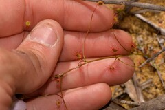 Drosera thysanosepala