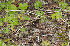 Ellisiophyllum pinnatum