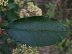 Pomaderris intermedia