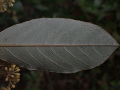 Pomaderris intermedia