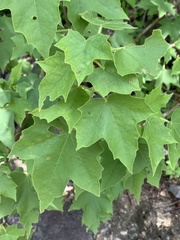 Jatropha malacophylla