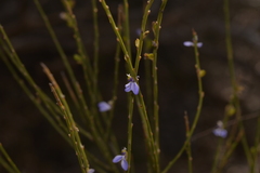 Comesperma