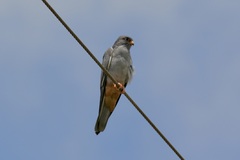 Falco amurensis
