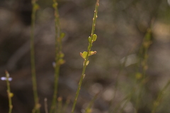Comesperma