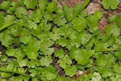 Hydrocotyle nepalensis