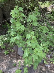 Jatropha malacophylla