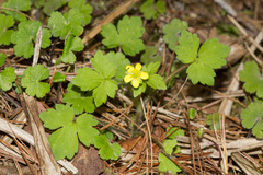 Ranunculus taisanensis