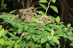 Spiraea formosana