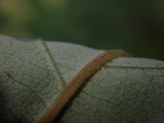 Pomaderris intermedia