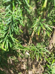 Parasphecodes