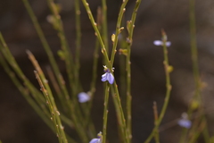 Comesperma