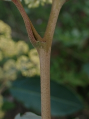 Pomaderris intermedia