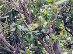 Barringtonia asiatica