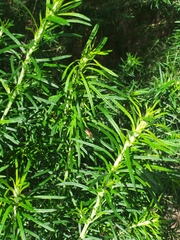 Parasphecodes