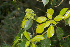 Trochodendron aralioides