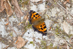 Nymphalis xanthomelas