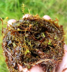 Utricularia australis