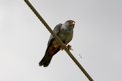Falco amurensis