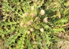 Cirsium acaule esculentum