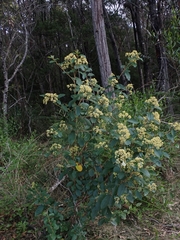 Pomaderris intermedia