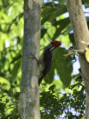Campephilus guatemalensis