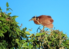 Nycticorax caledonicus