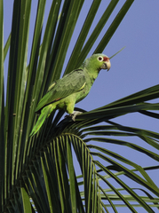 Amazona autumnalis