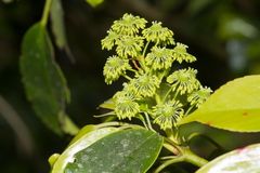Trochodendron aralioides
