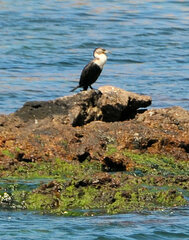 Phalacrocorax carbo lucidus