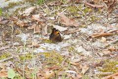 Nymphalis xanthomelas