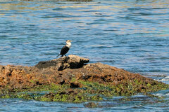 Phalacrocorax carbo lucidus