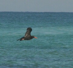 Haematopus fuliginosus