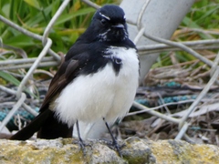 Rhipidura leucophrys